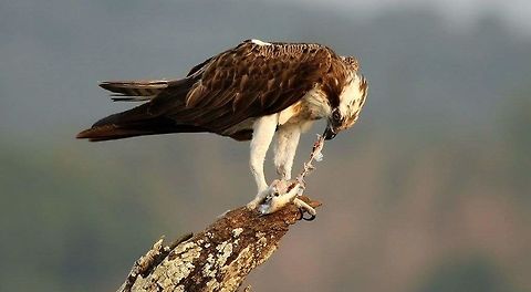 Osprey by Neeraj K Sharma Clicked at Kabini - Neeraj K Sharma  Osprey,Pandion haliaetus