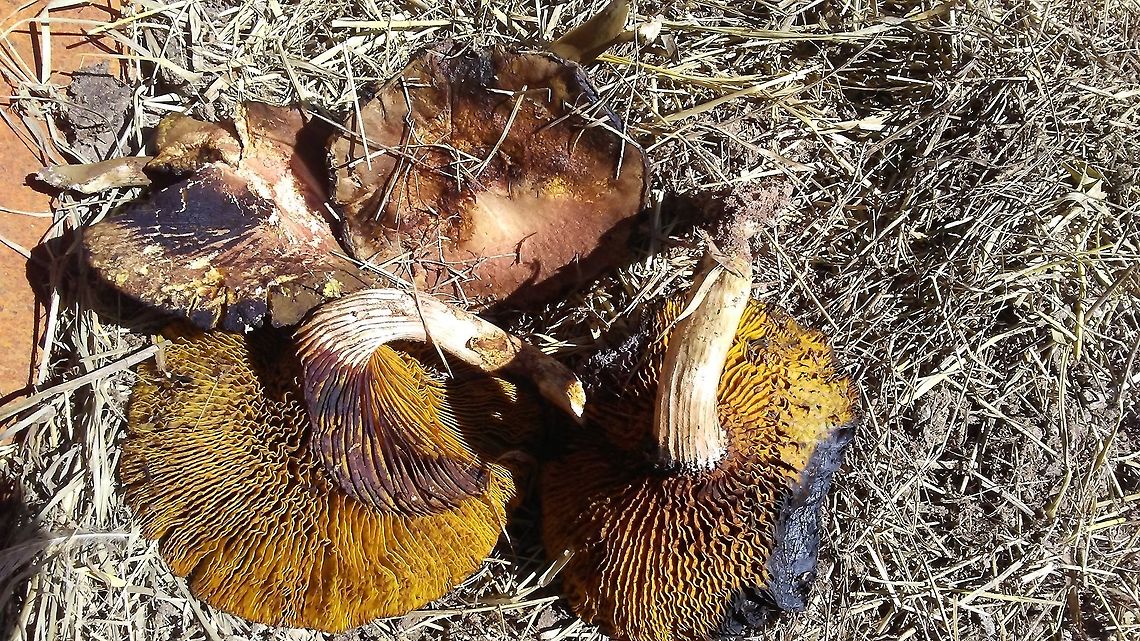 unknown mushroom from central Florida USA Found these in my chicken coop underneath the roosting boxes completely hidden from all sources of light.. Any idea what kind they may be and are they poisonous?