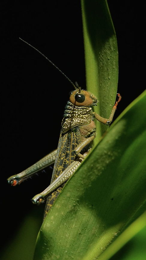 Tropidacris cristata                                 Colombia,Fall,Geotagged,Tropidacris cristata