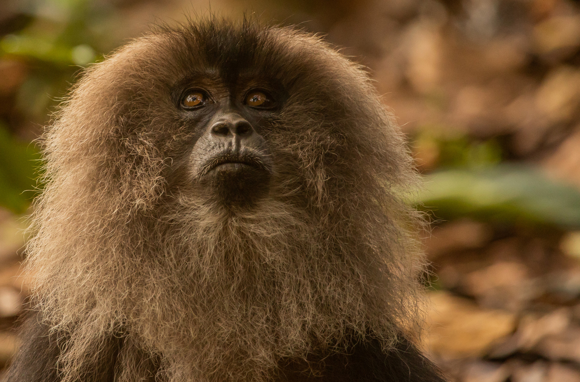 Bartaffe Bartaffe, means a bearded ape in German. The other name for this monkey and it suits quite apt as its face is encircled with its mane. Lion-tailed macaque,Macaca silenus,Old World Monkey,Rainforest,western ghats,wildlife,wildlife conservation,wildlife photography