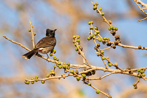 Red-vented_bulbul Red-vented bulbul, a resident bird found in many places not just in forests but also in agricultural lands. They feed on fruits and insects. Here it is seen perching on the branch of wild figs. Birds,Pycnonotus cafer,Red-vented Bulbul,bulbul,deciduous forest,wildlife,wildlife conservation,wildlife photography