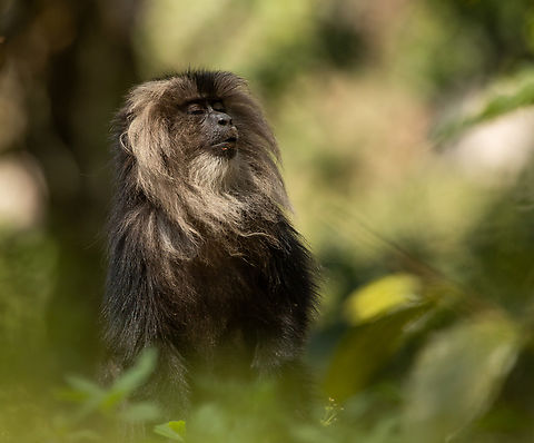 Lion-tailed macaque Portrait of a lion-tailed macaque Geotagged,India,Lion-tailed macaque,Macaca silenus,Old World Monkey,Primates,Rainforest,Winter,western ghats,wildlife conservation