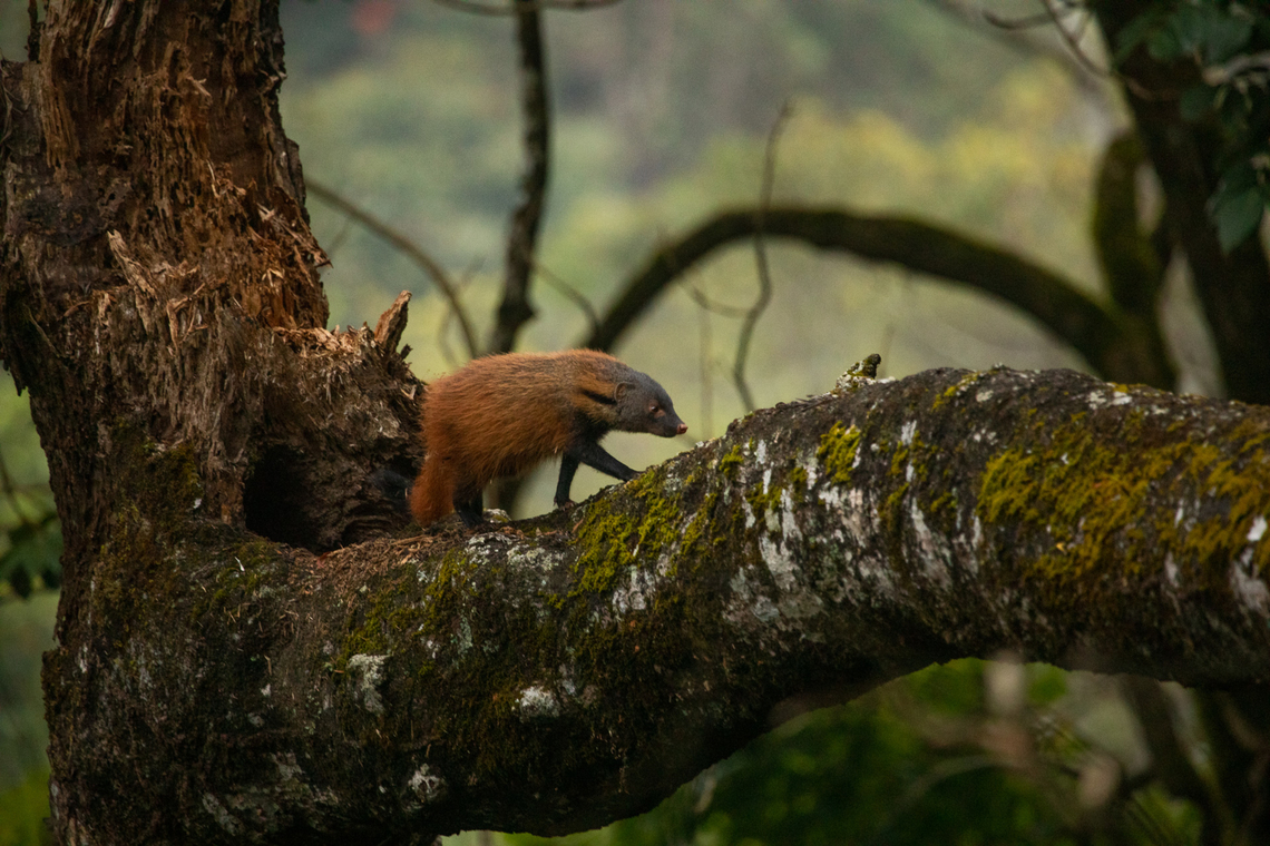 Stripe-necked_Mongoose A black stripe runs through its neck and hence the name, Stripe-necked Mongoose. This carnivore is found mostly in the Western Ghats and in Srilanka. Fall,Geotagged,Herpestes vitticollis,India,Mammals,Stripe-necked mongoose,carnivore,western ghats