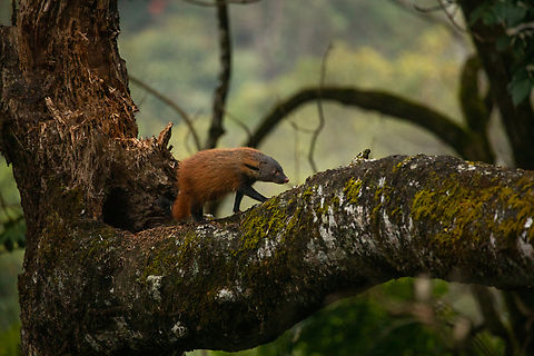 Stripe-necked_Mongoose A black stripe runs through its neck and hence the name, Stripe-necked Mongoose. This carnivore is found mostly in the Western Ghats and in Srilanka. Fall,Geotagged,Herpestes vitticollis,India,Mammals,Stripe-necked mongoose,carnivore,western ghats