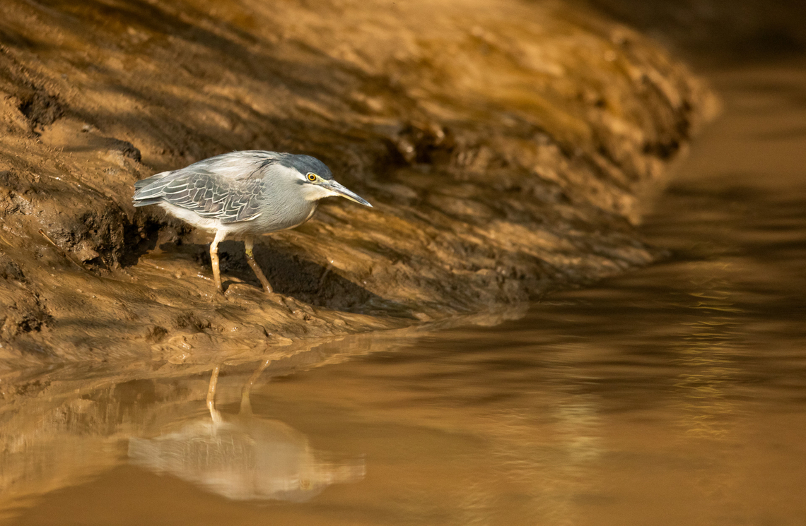Striated_Heron  Butorides striata,Geotagged,India,Striated heron,Winter