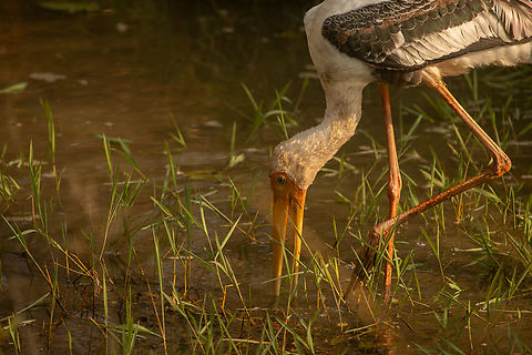 Painted Stork Painted Stork, dunking its beak for fishes until half of it is submerged in the murky water. The Stork slowly wades in circles for sometime. Finally finds one which it quickly gulped. Forest,Geotagged,India,Mycteria leucocephala,Painted Stork,Wetlands,Winter,nature