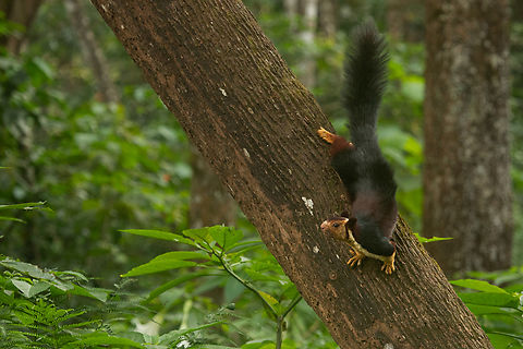 Indian Giant squirrel A portrait of an Indian giant squirrel Indian Giant Squirrel,Indian Wildlife,Rainforest,Ratufa indica maximus