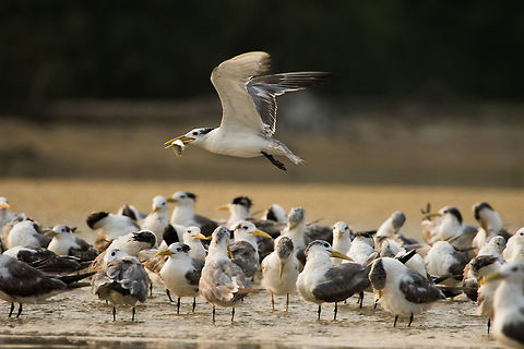 Greater_crested_terns ~ Thalasseus bergii I was thrilled to see some 50-60 terns at the same time.  Fall,Geotagged,Greater crested tern,India,Thalasseus bergii