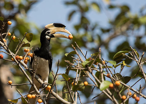 Malabar_pied_hornbill-female Taken in Timber depot, Dandeli. There were huge flocks of hornbills feeding on the fig trees. Thrilled to capture one of them. Anthracoceros coronatus,Fall,Geotagged,India,Malabar pied hornbill