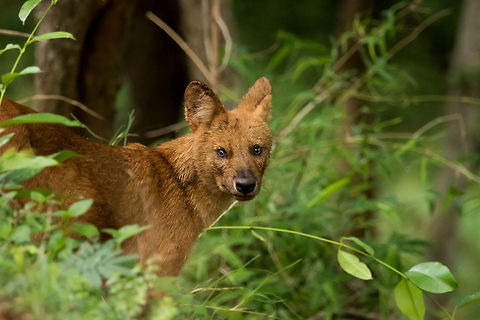 Wild dog We had received an info, that there was a pack of wild dogs sitting on the road, so we deviated from our usual track and proceeded towards them. After a short drive and there they were Bingo! However, they had dispersed as soon as they saw us. We waited for couple of minutes and observed they were slowly returning back. We were moving slowly towards them and stopped after a while making sure that we are not too close to them.  On further observing, notice that out of the pack of 14, there were only 12. After a thorough scanning found that this guy was still feeling hesitant to come out of the bushes. This is the only window I got to photograph. Zooming out a little bit would include trees and was not looking good. So, no cropping done at all. We had taken as many pics as we can of the whole group and we had decided to move further. Out of curiosity, we slowed down a little bit and turned back, all of them have re-grouped again. :-)  BR hills,Cuon alpinus,Dhole,Geotagged,India,Spring,wild dog
