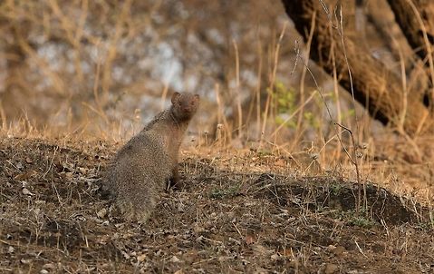 Indian Grey Mongoose This was the first mammal which I had seen in Gir NP, two years back. Not sure what happened to it's skin on the right. I took couple of snaps and went ahead.  Geotagged,Herpestes edwardsii,India,Indian grey Mongoose,Spring,gir national park