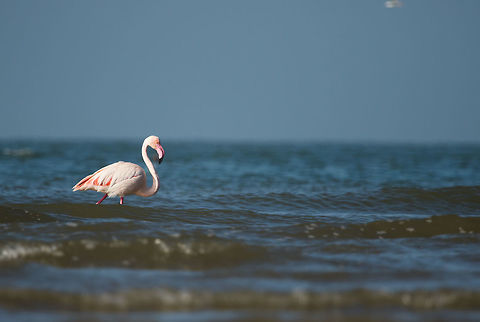 Greater_Flamingo There were a flock of around 100. I had to wait for sometime for any one of them to come out for a portrait image. Finally two came out and I had to manage to set my frame in such a way that I can only one in the frame. It would have better if both of them were moving in the same direction, but the other one stopped for a while and had taken a different path. Fall,Geotagged,Greater flamingo,India,Phoenicopterus roseus,gujarat,mandvi beach,nature