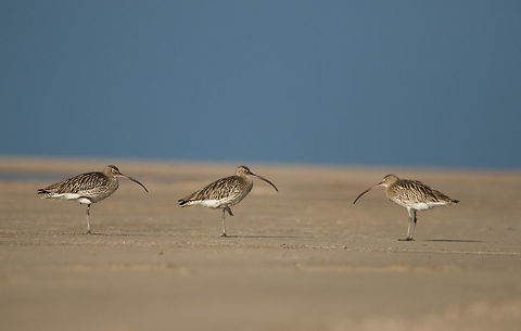 Eurasian Curlew Certain species of birds as I observed, they walk for a while and then stand on one leg for sometime(may be to take rest) and then proceed further. And after sometime they again stand on the same posture. Birds,Eurasian Curlew,Fall,Geotagged,India,Numenius arquata,gujarat,kaach,kutch,modhvi beach,shore birds,waders
