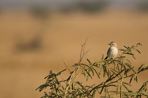 Stoliczkas bushchat Was very lucky to find this species. This guy was very shy, we had to turn the jeep very slow to get some decent background.  Birds,India,Saxicola macrorhynchus,White-browed bush chat,great rann of kutch,gujarat,incredibleindia,kutch,migratory bird,saxicola macrorhynchus,stoliczkas bushchat,white browed bushchat