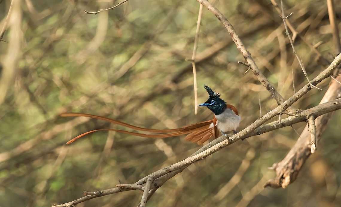 Asian_Paradise_Flycatcher Asian paradise flycatcher displaying its feathers.  Asian Paradise Flycatcher,Birds,Geotagged,India,Spring,Terpsiphone paradisi,gir national park,juvenile birds