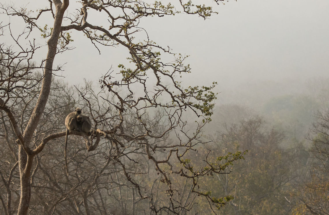 Langurs This was during one cold winter morning. The fog was jut settling down, but the coldness was still intact. Noticed these chaps hugging closely to heat themselves. Nice moment. Geotagged,India,Primates,Semnopithecus dussumieri,Southern plains gray langur,Winter,grey langur,winter