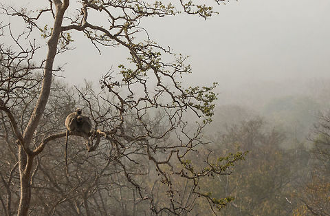 Langurs This was during one cold winter morning. The fog was jut settling down, but the coldness was still intact. Noticed these chaps hugging closely to heat themselves. Nice moment. Geotagged,India,Primates,Semnopithecus dussumieri,Southern plains gray langur,Winter,grey langur,winter