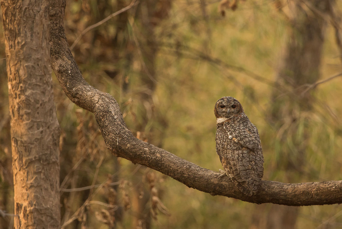 Mottled Wood Owl This was taken in the buffer zone of the Tadoba. I had taken some images the day before (of both mother and kid), but the lighting was not favorable (very harsh), so I couldn't do much even after trying different settings. Our plans got changed unexpected and we had to leave the day after, which means I can now go for another safari. Since, it was a last minute decision I couldn't get the core zone, and as being a weekend all other buffer zones were booked except for this one where it is believed that the tiger sightings are almost null. <br />
<br />
So had decided to visit the same place once again where this owl was found. However, this time only child was sitting on the tree. Though it was giving some good pose, the light was still not favorable. At one point of time I stopped taking it's pictures as it was giving the same pose again and again. I kept my camera aside and thinking about how differently I can take it's pic. Meanwhile, the thought struck in my mind about it's mother. After exploring the  surroundings finally I found her. Luckily, she was sitting in the lower branch, light was better, but she was facing the opposite direction. Set all my settings and waiting for her to turn. And after a long wait, there you go it turned. Just for once. And then again towards the opposite direction. I was satisfied with my image and went away. <br />
<br />
Oh and by the way, we were able to spot a tigress and it was there with us for two minutes in a zone where it is believed the tiger sightings are a hoax. :-) Geotagged,India,Mottled Wood Owl,Owl,Spring,Strix ocellata,Tadoba,mottled wood owl