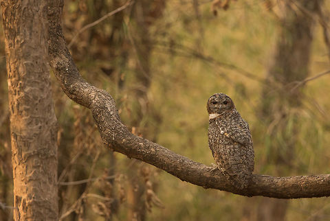Mottled Wood Owl This was taken in the buffer zone of the Tadoba. I had taken some images the day before (of both mother and kid), but the lighting was not favorable (very harsh), so I couldn't do much even after trying different settings. Our plans got changed unexpected and we had to leave the day after, which means I can now go for another safari. Since, it was a last minute decision I couldn't get the core zone, and as being a weekend all other buffer zones were booked except for this one where it is believed that the tiger sightings are almost null. 

So had decided to visit the same place once again where this owl was found. However, this time only child was sitting on the tree. Though it was giving some good pose, the light was still not favorable. At one point of time I stopped taking it's pictures as it was giving the same pose again and again. I kept my camera aside and thinking about how differently I can take it's pic. Meanwhile, the thought struck in my mind about it's mother. After exploring the  surroundings finally I found her. Luckily, she was sitting in the lower branch, light was better, but she was facing the opposite direction. Set all my settings and waiting for her to turn. And after a long wait, there you go it turned. Just for once. And then again towards the opposite direction. I was satisfied with my image and went away. 

Oh and by the way, we were able to spot a tigress and it was there with us for two minutes in a zone where it is believed the tiger sightings are a hoax. :-) Geotagged,India,Mottled Wood Owl,Owl,Spring,Strix ocellata,Tadoba,mottled wood owl