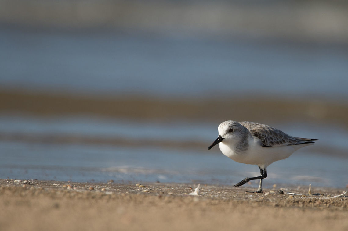 Sanderling There were a big group and I had to isolate one of them and started to concentrate. This guy started moving towards me. Got some decent images of it, but at one point of time it was so close to me that it had crossed my min. focus distance of the lens. I couldn&#039;t click anymore but just wander my eye balls around it unmoved.  Birds,Calidris alba,Fall,Geotagged,India,Sanderling,gujarat,mandvi beach,sanderling,shore birds,waders