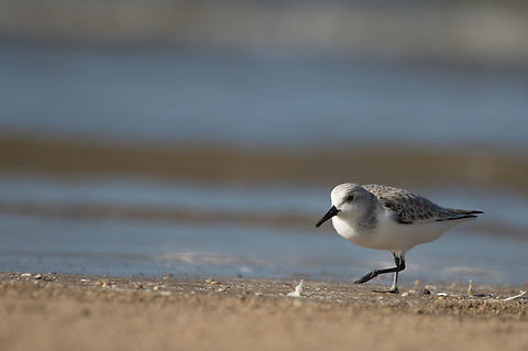Sanderling There were a big group and I had to isolate one of them and started to concentrate. This guy started moving towards me. Got some decent images of it, but at one point of time it was so close to me that it had crossed my min. focus distance of the lens. I couldn't click anymore but just wander my eye balls around it unmoved.  Birds,Calidris alba,Fall,Geotagged,India,Sanderling,gujarat,mandvi beach,sanderling,shore birds,waders