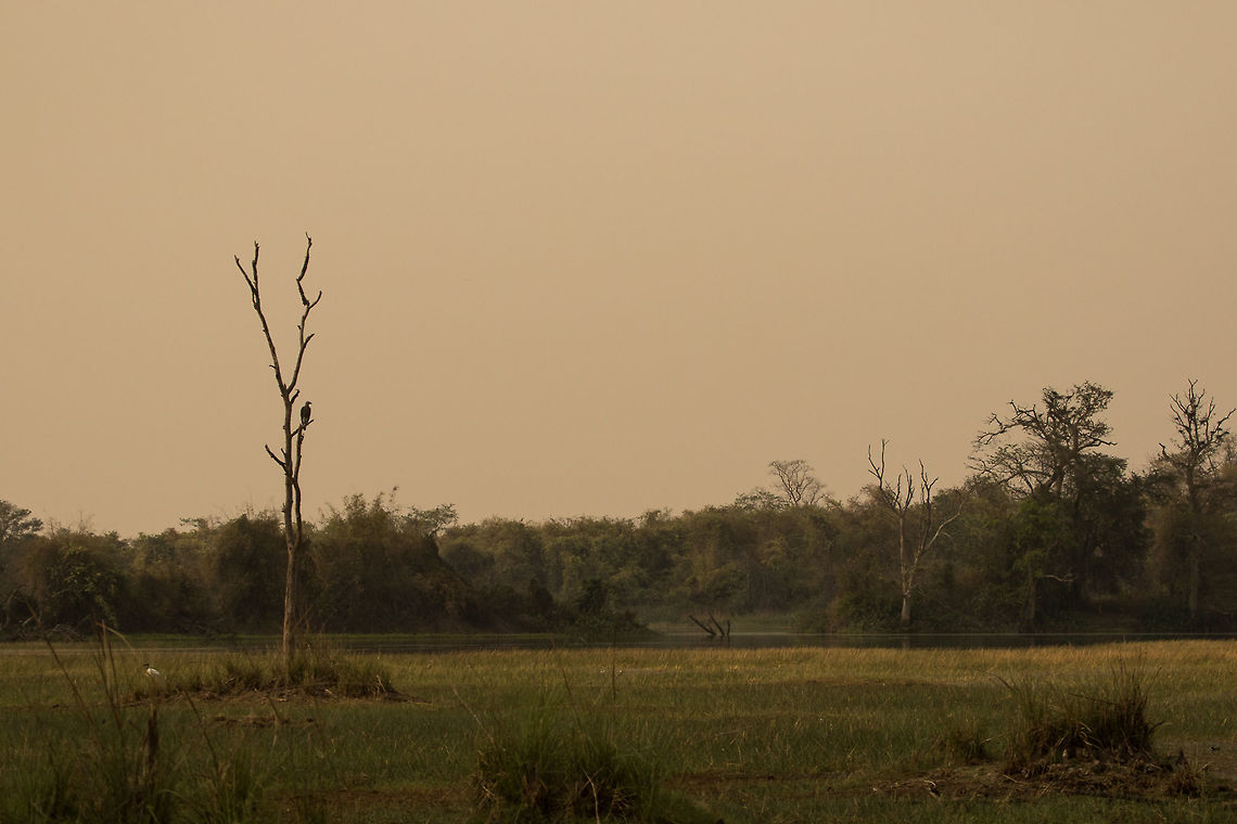 Grey headed fish eagle habitat This raptor can be easily found in somewhat larger water bodies such as lakes, rivers, swamps etc for fishes. And hence, the name. It also feeds on reptiles and minuscule mammals as well. <br />
<br />
This image was taken in one of the buffer zones in Tadoba.  Geotagged,Grey-headed fish eagle,Ichthyophaga ichthyaetus,India,Raptors,Spring,Tadoba,eagles,grey headed fish eagle,habitat,lakes