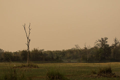 Grey headed fish eagle habitat This raptor can be easily found in somewhat larger water bodies such as lakes, rivers, swamps etc for fishes. And hence, the name. It also feeds on reptiles and minuscule mammals as well. 

This image was taken in one of the buffer zones in Tadoba.  Geotagged,Grey-headed fish eagle,Ichthyophaga ichthyaetus,India,Raptors,Spring,Tadoba,eagles,grey headed fish eagle,habitat,lakes