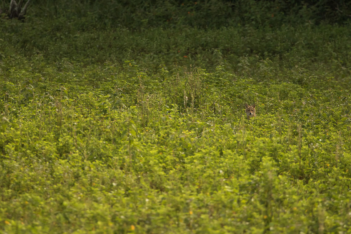 Golden jackal This was all it gave to photograph. At first, I thought it to be a stone or something, but a sudden movement changed my impression. A stone cannot move on its own ;-) Then seeing our boat, it peeped it&#039;s head even further outside and then slowly went inside the jungle.  Asiatic jackal,Bhadra wildlife sanctuary,Canis aureus,Geotagged,Golden jackal,India,Summer