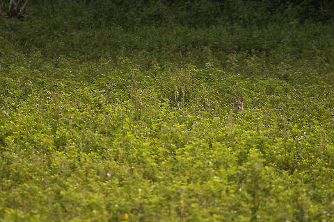 Golden jackal This was all it gave to photograph. At first, I thought it to be a stone or something, but a sudden movement changed my impression. A stone cannot move on its own ;-) Then seeing our boat, it peeped it's head even further outside and then slowly went inside the jungle.  Asiatic jackal,Bhadra wildlife sanctuary,Canis aureus,Geotagged,Golden jackal,India,Summer