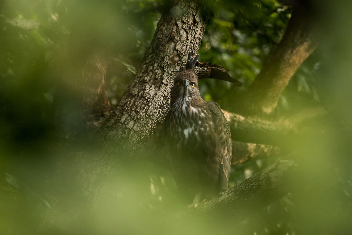 Crested Hawk Eagle It's one of the rare occasion where this guy has allowed to take as many images as possible until satisfied. Till now for me, they were either perched on an area where there is no light or they would be quite far, even for a 1000mm would struggle to reach.<br />
This was sitting quite close to the road, busy with itself. This was the first light coming after a shower and more importantly falling on the bird, which is a bonus.<br />
 Changable hawk eagle,Fall,Geotagged,India,Nisaetus cirrhatus,crested hawk eagle