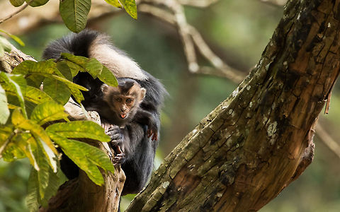 Lion Tailed Macaque I was taking pictures of the mother while it was feeding on the fruits until I changed my angle towards this junior which emerged from behind. 

The mother then started to display it's usual primate behavior while this young one was busy in plucking leaves, branches and fruits around him. Fall,Geotagged,India,lion-tailed macaque