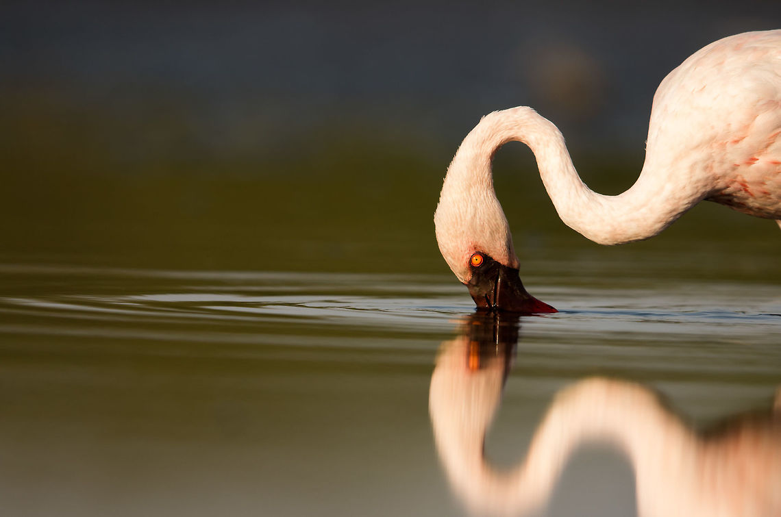 Lesser Flamingo Being a social bird, I was finding difficult to isolate one flamingo to take a portrait. It's a common behavior where they either stand straight with their neck right upwards or stroll on the water in search of food, mostly algae or fish, with their beak rubbing on the water. They can also be found with their head dipped inside water when they find their food. This is one such moment where the Flamingo was scanning for the food.  Geotagged,India,Lesser Flamingo,Phoenicopterus minor,Winter,gujarat,migration,portrait,winter