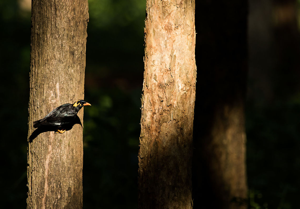 Common Hill Myna Taken at Bhadra WLS. Common Hill Myna,Geotagged,Gracula  religiosa,India,Spring
