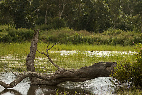 Monitor Lizard It took a while for me to spot this specie Camouflage,Fall,Geotagged,India,Monitor Lizard