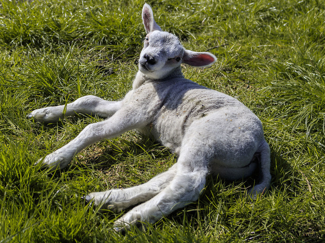 Sheep lamb laying in the grass (texelaar as far as i know) Hey guys, here is my photo of a sheep lamb close to my house. i dont know for shure wich sheep species it is but as far as i know it is a texelaar lamb. that is a dutch sheep species that is braid and used for meat. altleast for what i know.<br />
<br />
i also want to ask what you guys think about the composition and other things of the photo as i am still learning and trying to get better. it was a challenge to get the composition right as the lamb was laying in a direction i couldnt get to, so i hang over a fence in order to get it atleast good enough to make this.  Domestic sheep,Geotagged,Netherlands,Ovis aries,Spring