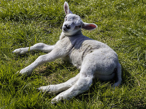 Sheep lamb laying in the grass (texelaar as far as i know) Hey guys, here is my photo of a sheep lamb close to my house. i dont know for shure wich sheep species it is but as far as i know it is a texelaar lamb. that is a dutch sheep species that is braid and used for meat. altleast for what i know.

i also want to ask what you guys think about the composition and other things of the photo as i am still learning and trying to get better. it was a challenge to get the composition right as the lamb was laying in a direction i couldnt get to, so i hang over a fence in order to get it atleast good enough to make this.  Domestic sheep,Geotagged,Netherlands,Ovis aries,Spring