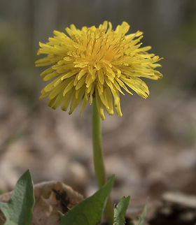 A nice dandelion in the beginning of spring. i made this close up during a trip to the forrest in Bergen with my dad. i have never liked dandelions, but this one was bueatiful. Common dandelion,Geotagged,Netherlands,Spring,Taraxacum officinale