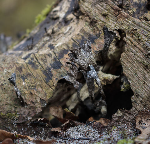 Probably a kind of fungi (but not sure wich) This is a shot of some sort of fungi made when i was in Bergen. it maybe isnt a very good shot, but i found it fascinating how it grew out of an old treetrunk. hopefully you guys enjoy it. and if you have any feedback, i am open for learning.  Candlesnuff fungus,Geotagged,Netherlands,Spring,Xylaria hypoxylon