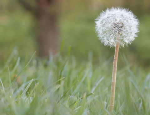 A common dandelion, ready to seed. I made this shot in a park near my house. I you guys like it and i am open for feedback as i am still learning. Common dandelion,Geotagged,Netherlands,Spring,Taraxacum officinale