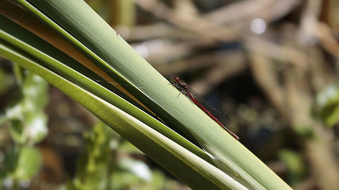 A large red Damselfly (Pyrrhosoma nymphula) I found this Red Damselfly when i was on trip in the streekbos in Enkhuizen ( Netherlands). it was the first time i had the upportunity to make a photograph of this, in my eyes beautiful creature. i hope you guys find it a nice photograph. i am open for feedback as always.  Geotagged,Large Red Damselfly,Netherlands,Pyrrhosoma nymphula,Spring