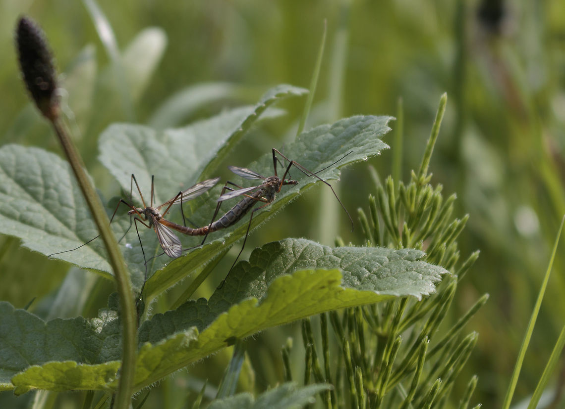 Mating Crane fly pair (Tipulidae) I saw this mating crane fly pair when i was on trip in The Streekbos. unfortunatly there was a small twigg like thing in the way, while i found this the best composition. when i tried removing it, the pair flew away. so it isnt the best because of it, but i still wanted to show you guys. as i found it special and quite strange that they mate like this. as always feedback is welcome, as i am still a beginner and learning.  Geotagged,Nephrotoma antennata,Netherlands,Spring