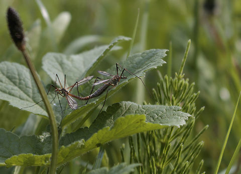 Mating Crane fly pair (Tipulidae) I saw this mating crane fly pair when i was on trip in The Streekbos. unfortunatly there was a small twigg like thing in the way, while i found this the best composition. when i tried removing it, the pair flew away. so it isnt the best because of it, but i still wanted to show you guys. as i found it special and quite strange that they mate like this. as always feedback is welcome, as i am still a beginner and learning.  Geotagged,Nephrotoma antennata,Netherlands,Spring