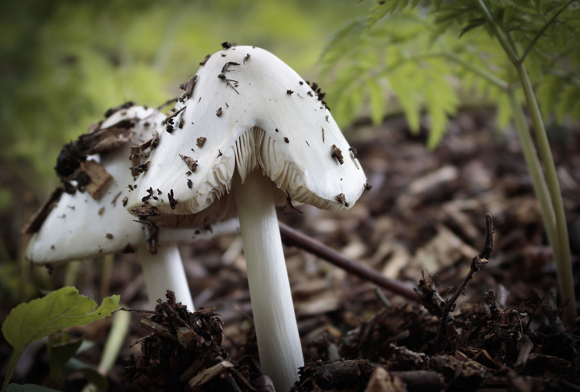 Unknown (some kind of fungus) I made this picture in the park near my house. it was the first time i saw a fungus of some sort in that park. i really liked this side because you can see really good how the spores are build up. i like how it all worked out in this picture.  as i am still a beginner and learning i am open for feedback.  Geotagged,Netherlands,Spring