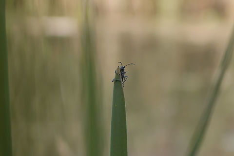 Lamia textor( couldnt find a species that matched better) that want to hug you. firstly i want to say that the species i tagged may be wrong. but after hours of searching online this was the beetle species that looks the closest to what is on mine picture. especially from the back. as i also have some photo's from the back. but it was very hard to find something that matched. i also used the species guide from Jungledragon to help my search. 

this isnt a great picture quality wise, but i still wanted to upload it as the way the beetle looks at me and the way he has his body alomst seems he wanted to hug. i also had to crop alot because this beetle was pretty damn small. that didnt do any good to the image quality. this time i thought maybe it is sometimes style over substance.

as always i am open for feedback, as i am still a beginner.  Cerambycidae,Coleoptera,Geotagged,Netherlands,Rhagium,Spring
