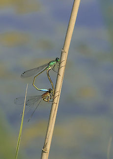 Mating blue tailed damselfly pair. I was in the Streekbos again when i saw this mating damselfly pair. almost got backpain from watching how their bodies were. it was littered with mating damselflys that day. i am interrested in how you guys find this photo and also the way they mate, as i didnt know it. as always i am open for feedback as i am still learning as a beginner.  Azure Damselfly,Blue-tailed damselfly,Coenagrion armatum,Coenagrion puella,Geotagged,Ischnura elegans,Netherlands,Norfolk damselfly ordark bluet,Spring