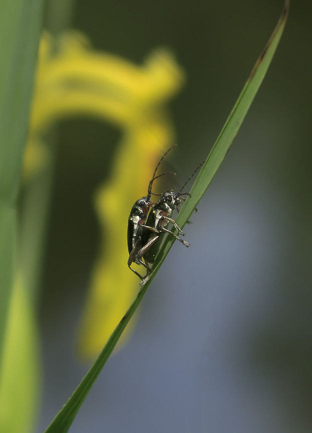 Mating Beetle pair (i dont know the right species) Hey guy, here is my photo of a mating beetle pair. i couldnt find the correct species. although i am not that great with searching correct species, i did all i could but i couldnt find it. <br />
<br />
The sharpness isnt really  great in my eyes, but it was the best shot i had from them, and it still had something i liked. and yes, i know that i seem to make alot of mating shots. i dont know why, but i seem to always be there when animals mate. <br />
<br />
i am curious to know what you guys think of it, especially the quality. if it indeed isnt that great i can learn from it. that is also the reason i still uploaded it. to use it as a learning tool. and as always, i am open to feedback as i am still a learning beginner. Geotagged,Netherlands,Spring