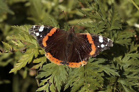 Red admiral Hey guys, Here is a shot i made from a red admiral a few days back in the park near my house. it is my first time having a good atempt at capturing a butterfly in general. i did some shots a few month back, but i hadnt enough time before it flew away to to think about the shot. it sometimes was nervous but at a later point it stayed really calm while i was pretty damn close. when i was quickly reviewing one of my shots on the spot i saw it had a sheared wing, and later noticed the shearing was quitte bad in my eyes. when there was a wind gust, the right half really moved alot because of it. 

the sharpness isnt great in my eyes, but i was shooting handheld because the butterfly was pretty nervous in the beginning and i wanted to be versatile. later when it was calm it was too low for my tri pod and too high for using my rice bag. but because i am not that stable while shooting handheld i knew i would have a harder time getting it like i wanted. 

nonetheless i am pretty happy with the outcome, but i am not happy with some things. like sharpness or composition.  i also am curious what you guys think of it. i am open for feedback as i am still learning.  Geotagged,Netherlands,Red Admiral,Summer,Vanessa atalanta