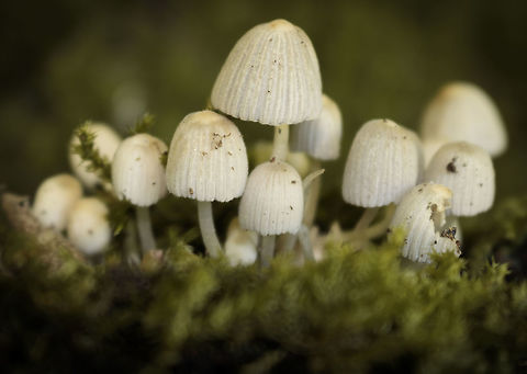 Coprinus disseminatus Hey guys, i saw this bunch of fungi when i was in the streekbos in the netherlands with my father. we went of the path and saw whole bunches of them. it was littered there. 

i am curious to know what you guys think of this shot. as i am still learning and am not that great with fungi. but learned some new things and got some tips to keep in mind, from my father. in my eyes that seems to have helped.  Coprinellus disseminatus,Geotagged,Netherlands,Summer