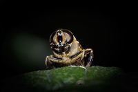 Eristalis pertinax (dronefly) i found this one in the park near my home. unfortunatly the head isnt really sharp. i am not happy with that. probably was because there was some wind and it moved the dronefly enough to be unsharp at the head. i also tried to get more of an i look at you feeling. i am curious to know what you guys think of it and what should be better. i pesonally arent really happy, but i want to learn to get better and that is also the reason i still wanted to put it on jugledragon, to learn.<br />
The body<br />
https://www.jungledragon.com/image/52589/identifying_photo_for_an_other_photo.html Drone fly,Eristalis pertinax,Geotagged,Netherlands,Summer