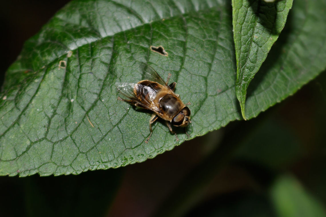 identifying photo for an other photo i amde this shot purely for identifying the species, and that is also the reason why i uploaded it. so i didnt do my best when i made this photo<br />
The eyes<br />
<figure class="photo"><a href="https://www.jungledragon.com/image/52578/eristalis_pertinax_dronefly.html" title="Eristalis pertinax (dronefly)"><img src="https://s3.amazonaws.com/media.jungledragon.com/images/3041/52578_thumb.jpg?AWSAccessKeyId=05GMT0V3GWVNE7GGM1R2&Expires=1767225610&Signature=UaR%2FuuAMeIW%2BguWZ4%2Bf2I12x6Dg%3D" width="200" height="134" alt="Eristalis pertinax (dronefly) i found this one in the park near my home. unfortunatly the head isnt really sharp. i am not happy with that. probably was because there was some wind and it moved the dronefly enough to be unsharp at the head. i also tried to get more of an i look at you feeling. i am curious to know what you guys think of it and what should be better. i pesonally arent really happy, but i want to learn to get better and that is also the reason i still wanted to put it on jugledragon, to learn.<br />
The body<br />
https://www.jungledragon.com/image/52589/identifying_photo_for_an_other_photo.html Drone fly,Eristalis pertinax,Geotagged,Netherlands,Summer" /></a></figure> Drone fly,Eristalis pertinax